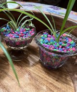 2 small spider plants in Fort Drum, New York