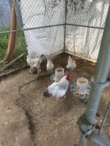 rose comb. in Fort Polk, Louisiana