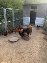 welsummer chicks in Fort Polk, Louisiana