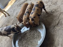 Kume Kume pigs in Fort Polk, Louisiana