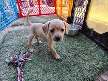 Chihuahua puppy mix in Yucca Valley, California