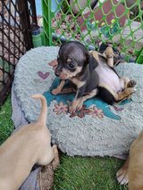 Female Chihuahua teacup mix in Yucca Valley, California