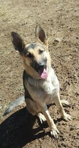 Female German shepherd in Alamogordo, New Mexico