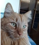 Charlie in Yucca Valley, California