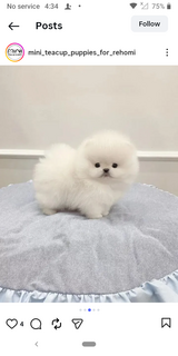 Cute Miniteacup Pomeranian puppies in Los Angeles, California