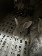kits. ( baby rabbits ) in Fort Polk, Louisiana