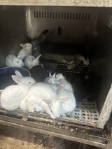 kits are ready. in Fort Polk, Louisiana