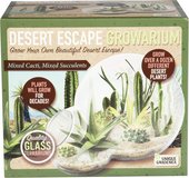 Desert Escape Cactus & Succulent Starter Kit in Joliet, Illinois