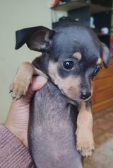 Female Chihuahua teacup mix in Yucca Valley, California