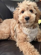 Goldendoodle puppies in Byron, Georgia