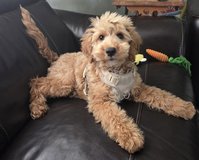 Goldendoodle in Byron, Georgia