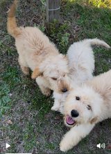 Double doodles in Byron, Georgia