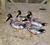 5 DRAKE MALLARDS in Fort Polk, Louisiana