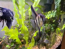 Angel Fish in Ramstein, Germany