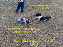 two females puppy's . FREE in Fort Polk, Louisiana