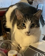 Sweet Female(indoors only) in Perry, Georgia