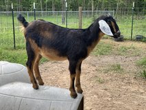 Mini Nubian mix in Kingwood, Texas