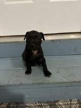 Pittie Girl Pup in Warner Robins, Georgia