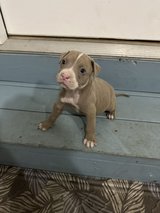 Pittie Girl Pup2 in Warner Robins, Georgia