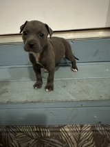 Pittie Girl Pup3 in Warner Robins, Georgia