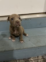 Pittie Girl Pup4 in Warner Robins, Georgia