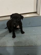 Pittie Boy Pup in Warner Robins, Georgia