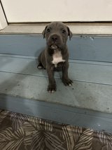 Pittie Boy Pup2 in Warner Robins, Georgia