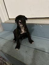 Pittie Boy Pup3 in Warner Robins, Georgia