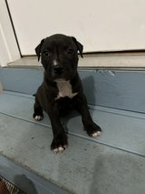 Pittie Boy Pup4 in Warner Robins, Georgia