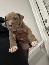 Pittie Boy Pup5 in Warner Robins, Georgia
