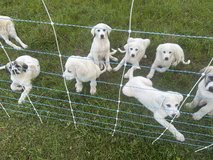 Pyrenees and Anatolian Pups in Fort Polk, Louisiana