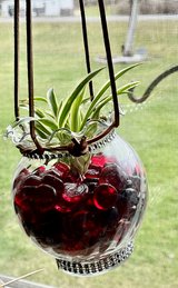 Spider plant 4 in Fort Drum, New York