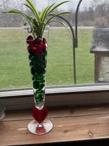 Spider plant 5 in Fort Drum, New York