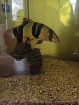 Clown Loach in Alamogordo, New Mexico