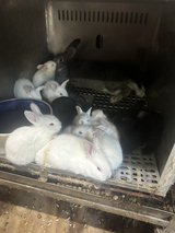 baby rabbit close to being fryers and chicks in Fort Polk, Louisiana