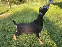 ADGA LaMancha buckling in Kingwood, Texas