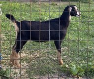 ADGA LaMancha buckling in Kingwood, Texas