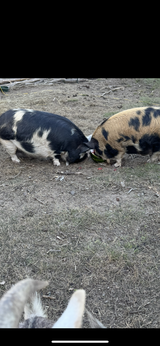Kume Kume Pigs in Fort Polk, Louisiana