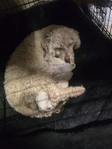 Maltipoodle in Yucca Valley, California