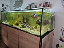 1000L fish tank in Spangdahlem, Germany
