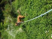 German Shepherd/ mastiff mix female in Leesville, Louisiana