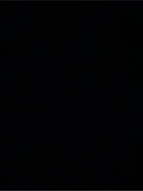 pit bulldog in Fort Polk, Louisiana