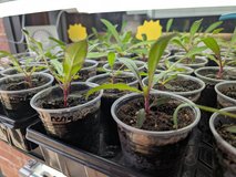 Gomphrena seedlings - ping pong mix in Elgin, Illinois
