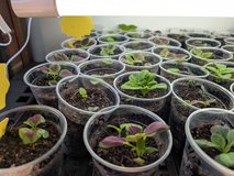 Coleus Blumei rainbow mix seedlings in Batavia, Illinois