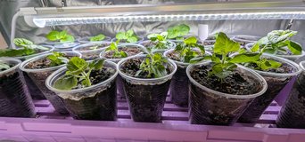 Ageratum seedlings  - Dwarf aloha blue in Batavia, Illinois
