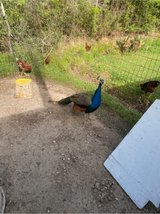 peacock male in Fort Polk, Louisiana