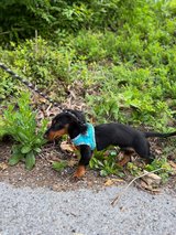 Adorable Female Miniature Long-Haired Dachshund Puppy in Ramstein, Germany