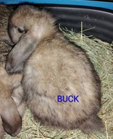 Holland Lop Kits in Fort Polk, Louisiana