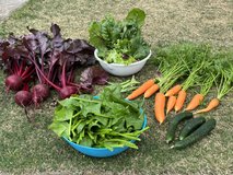 Grow Healthy Food for Your Family in Okinawa, Japan