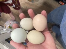hatching eggs or chicks in Fort Leonard Wood, Missouri